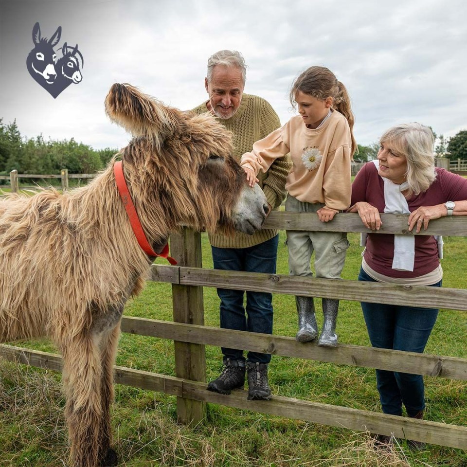 Meet a Little Donkey in Sidmouth