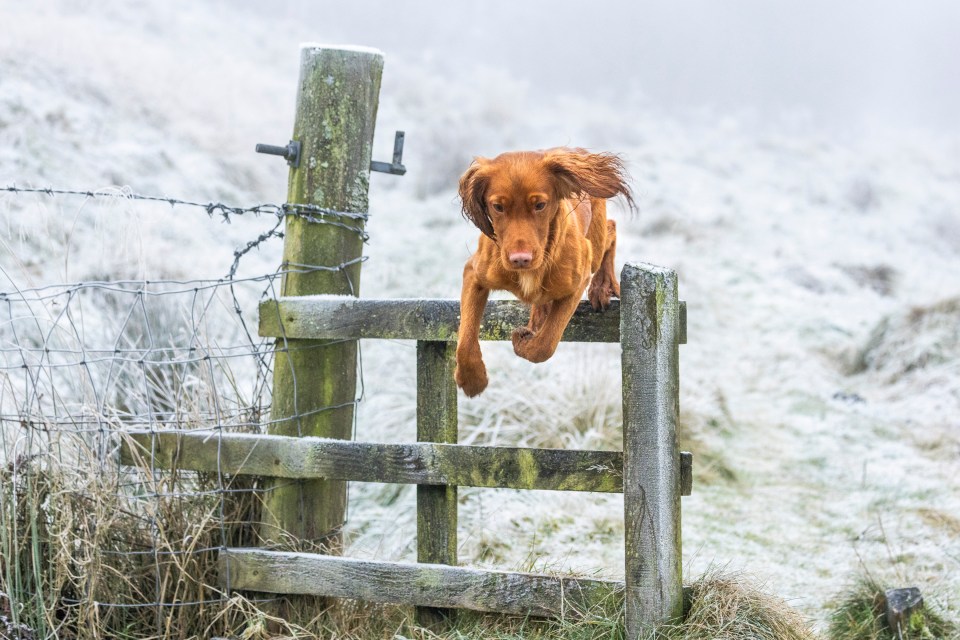 Mac the cocker spaniel braves a -11C chill in Scotland yesterday