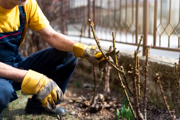 A man pruning rose bushes in his yard.