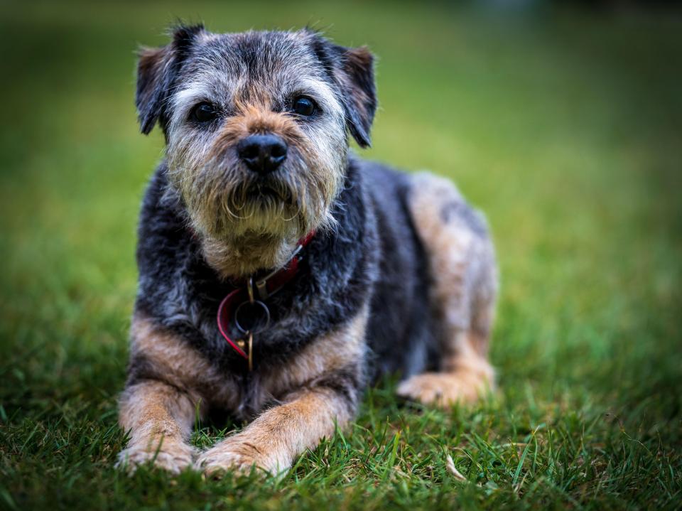 According to a new study, border terriers are the most likely breed to nick food off the dinner table this Christmas