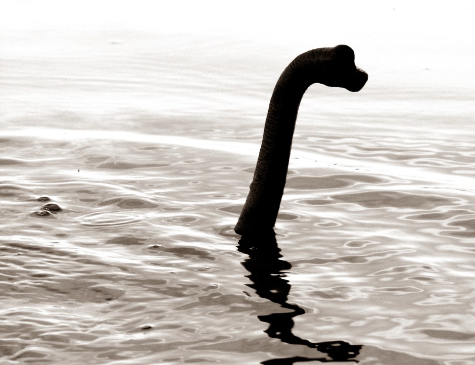 Loch Ness Monster in the water.