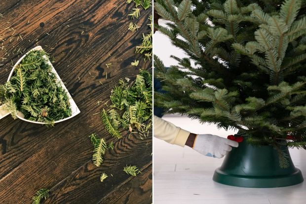 Cleaning up fallen pine needles and securing a Christmas tree in its stand.