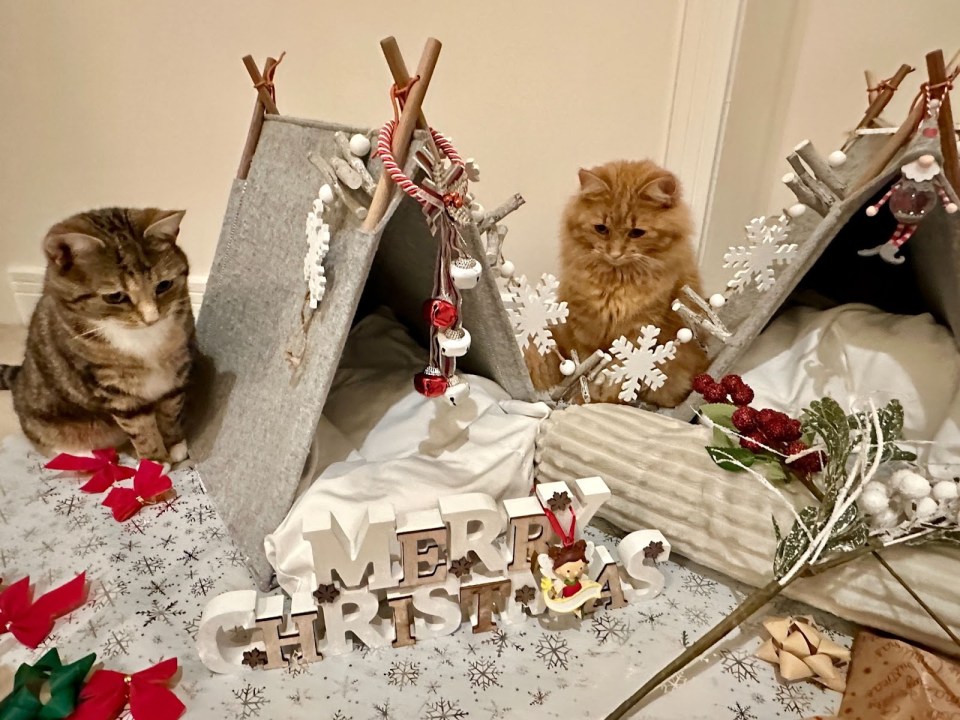 Two cats in Christmas-themed teepees.