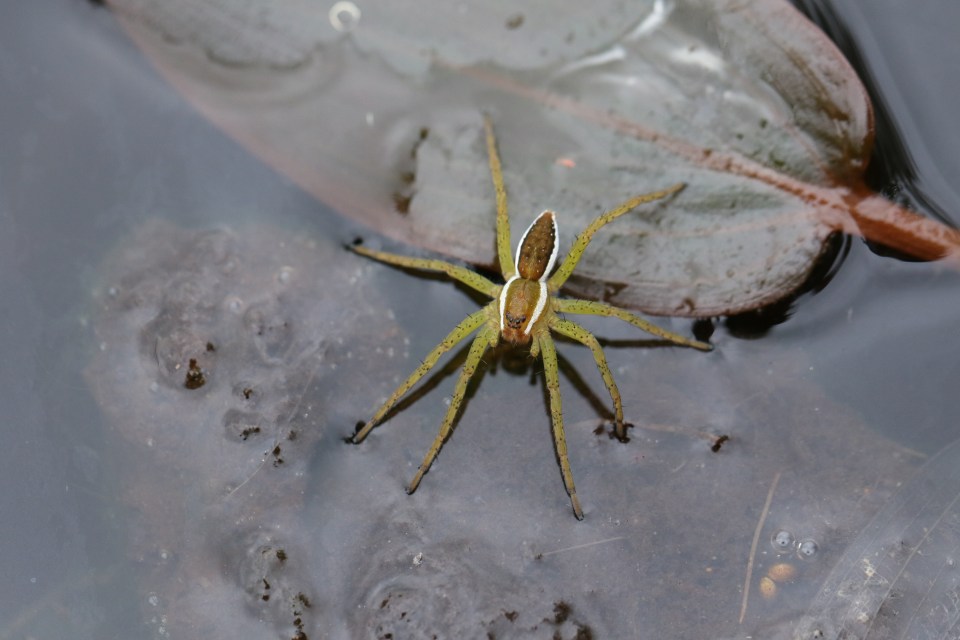 Fen raft spiders can run across the surface of water to catch their prey