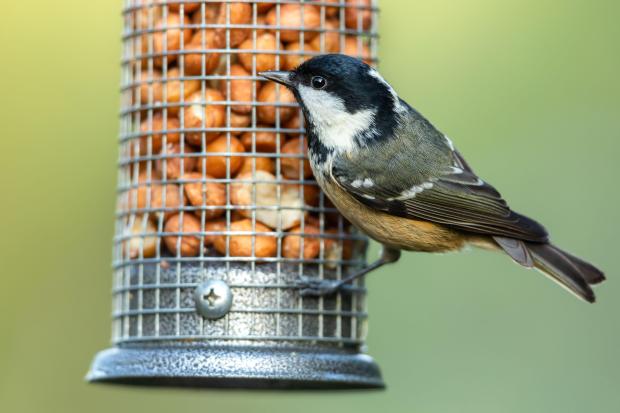 Coal tit on peanut feeder.