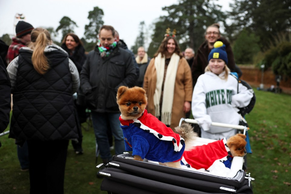 Pomeranian dogs wearing a costume at Sandringham