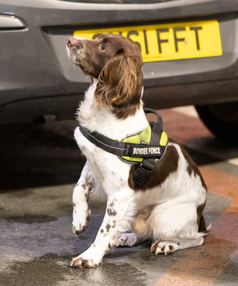 Border Force’s Glenn the dog sniffs out illegal substances