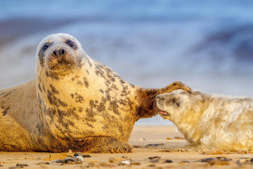 From November until early February the sandy seafronts become home to hundreds of grey seals