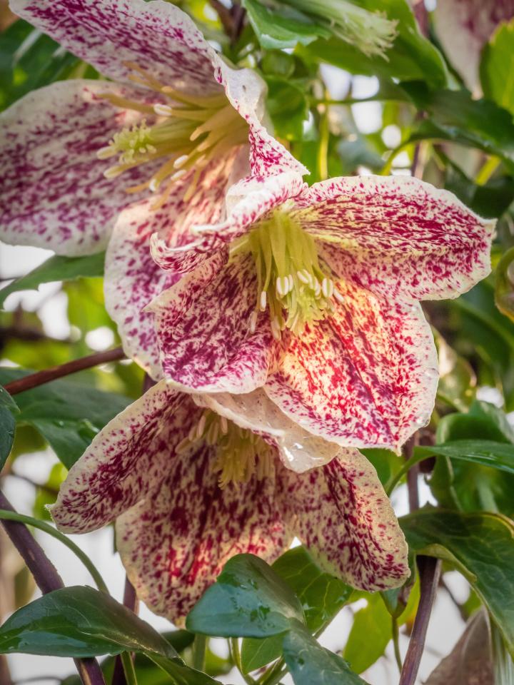 This Clematis flowers from November to February - and looks fab