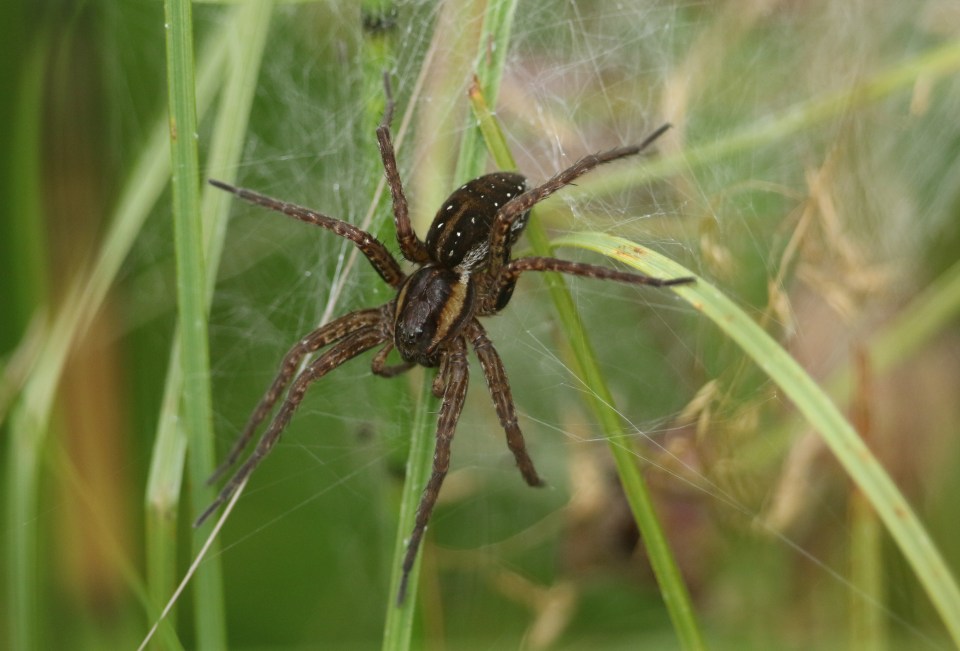 Thousands of giant fish-eating spiders the size of your hand have come back from the 'brink of extinction'