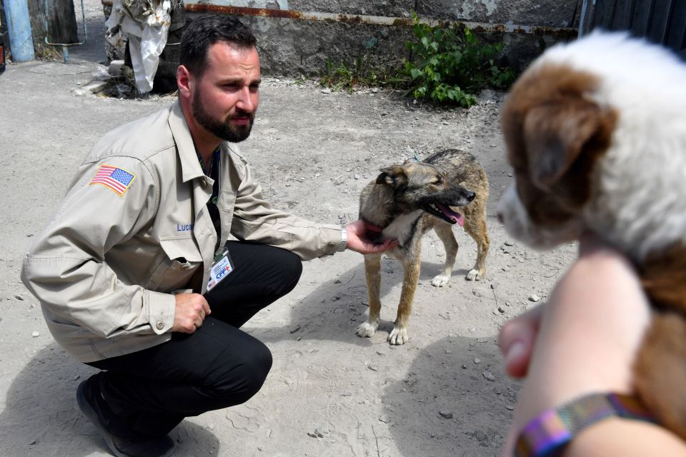 The increased attention on the abandoned dogs has led to agencies offering them their help