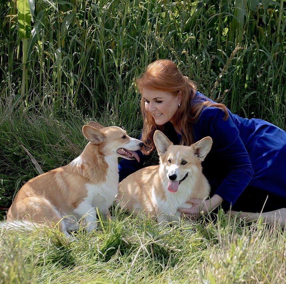 Sarah Ferguson with two corgis in the grass.