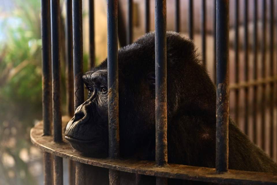 Many groups have voiced their concerns over the gorilla's wellbeing