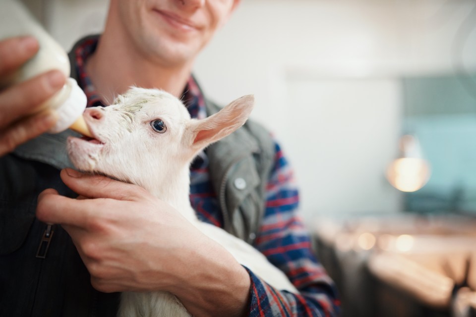 A reader wants to breed and care for goats