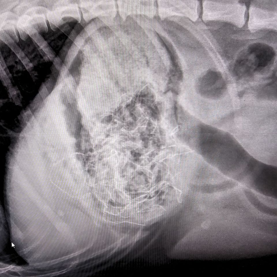 One metre of tinsel was discovered in Shylah's stomach through an x-ray