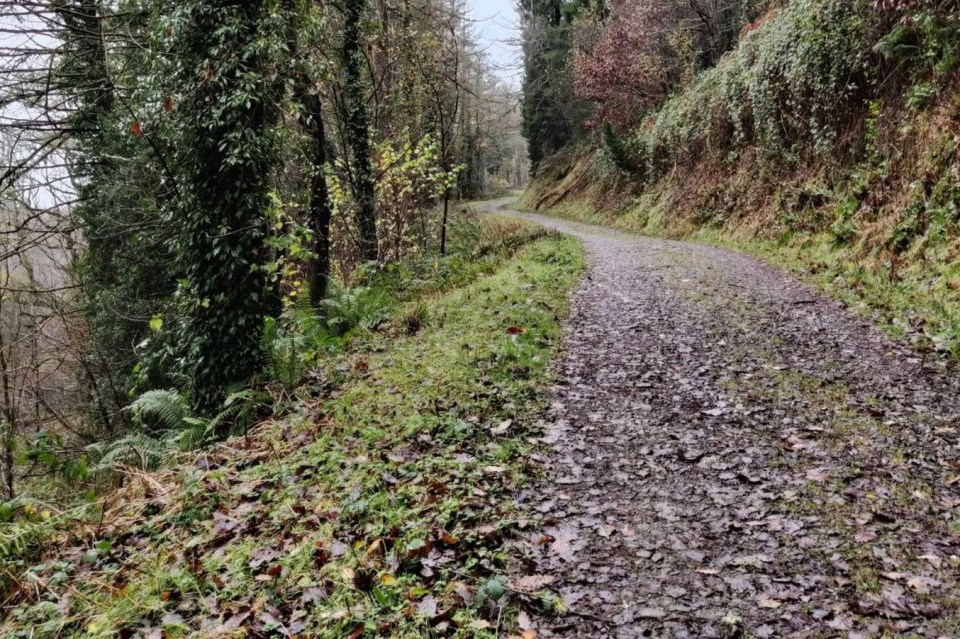 Gravel path winding through a wooded area.