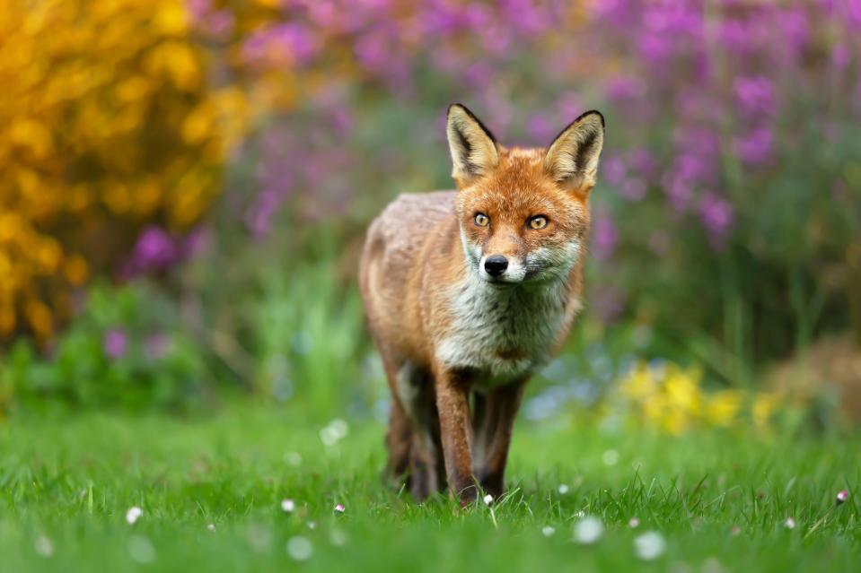 A cheeky fox picked up a dropped phone and buried it in a neighbour's garden