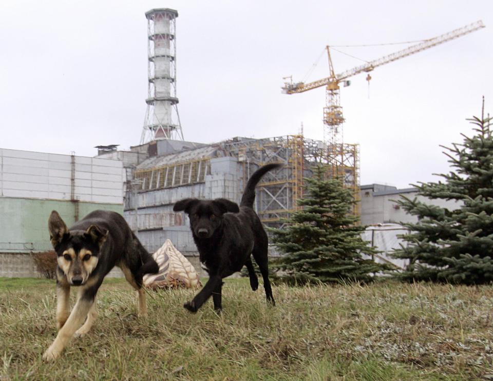 Two stray populations make up the fury inhabitants of a nuclear wasteland, nearly 40 years after most humans fled