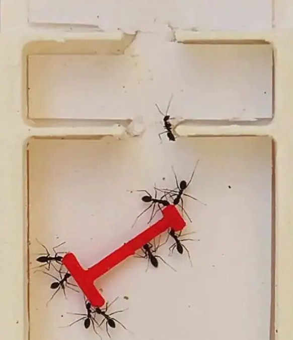 Watch the incredible timelapse video showing the ants solve the puzzle