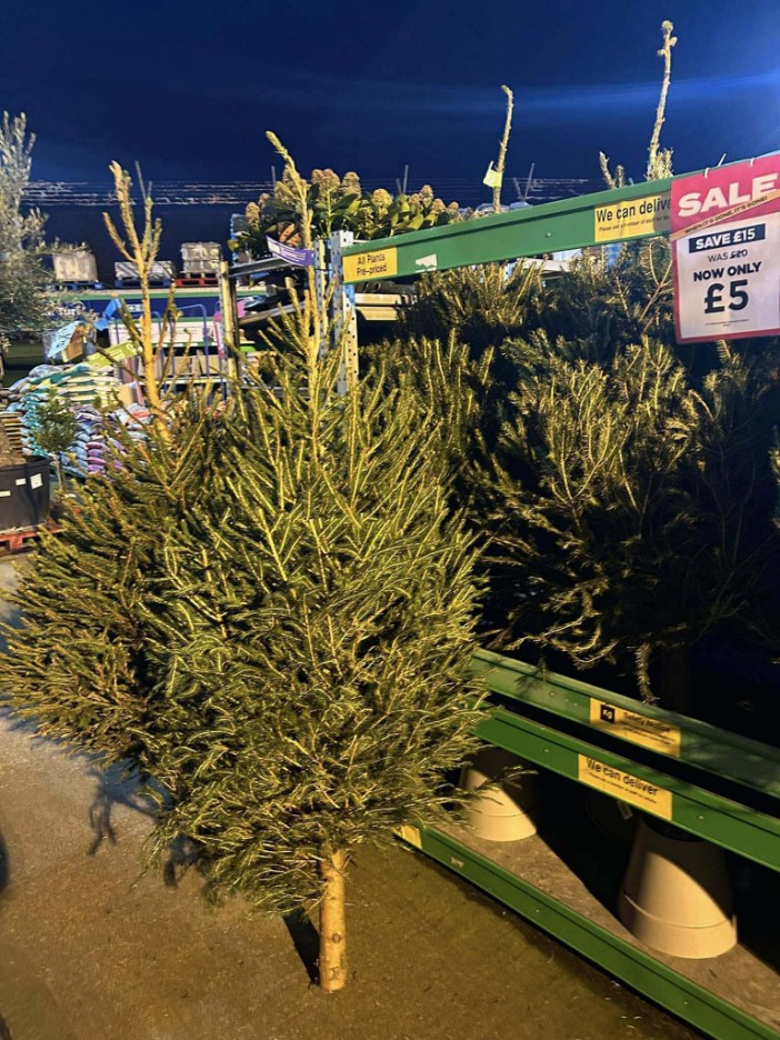 Christmas Tree's have been reduced in price at B&M