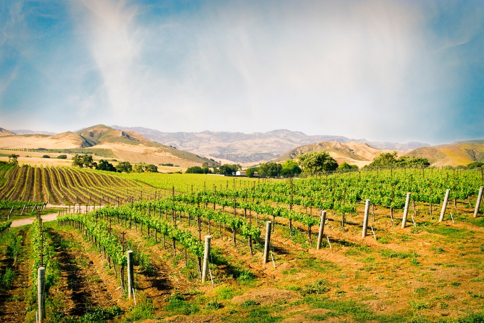 It's wine o'clock at the famous vineyards