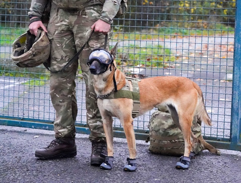 We've been given a glimpse of the future of Britain’s dogs of war