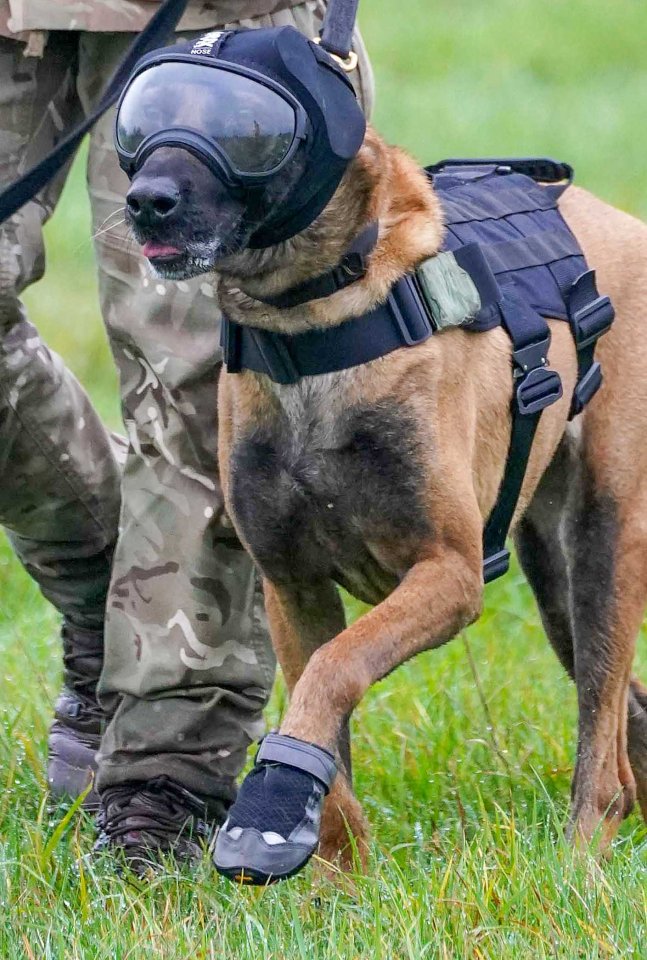 Dogs will now be kitted-out in high tech vests and blast goggles as part of a £3million upgrade