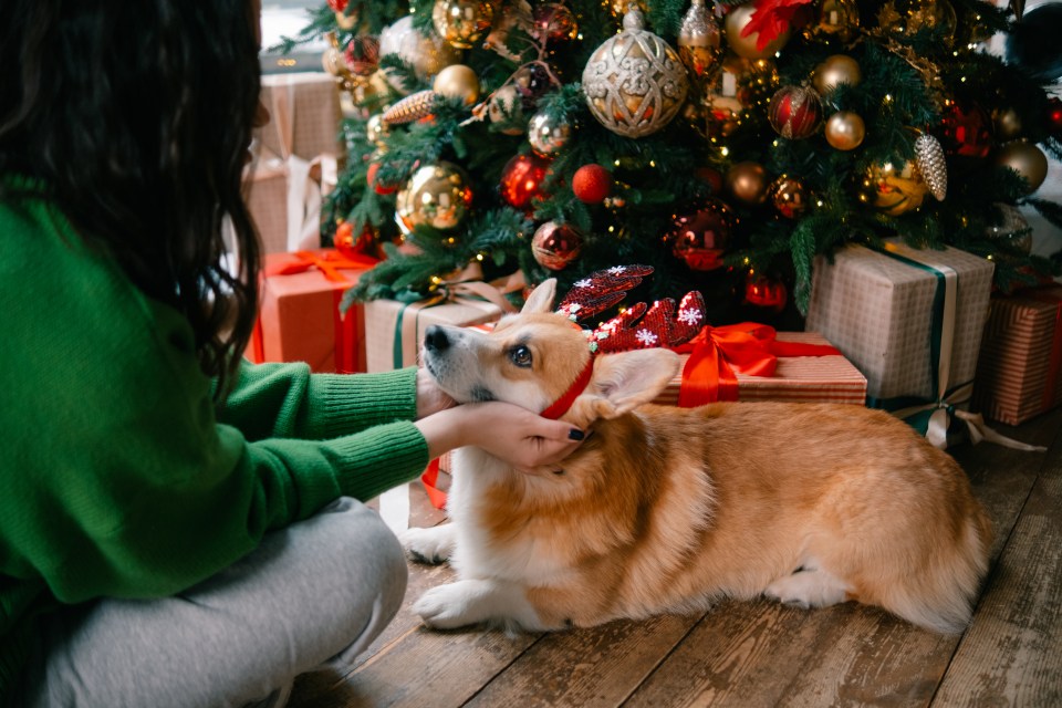 Pet owners between 18-24 spend £145 a month on their animals