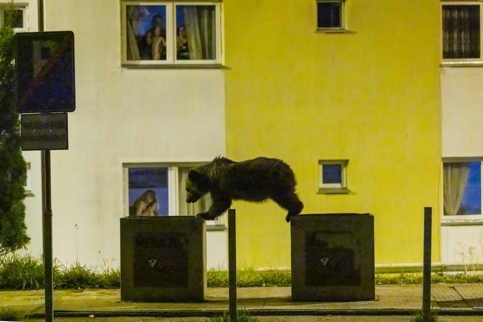 A lone bear roaming around a residential block in Romania