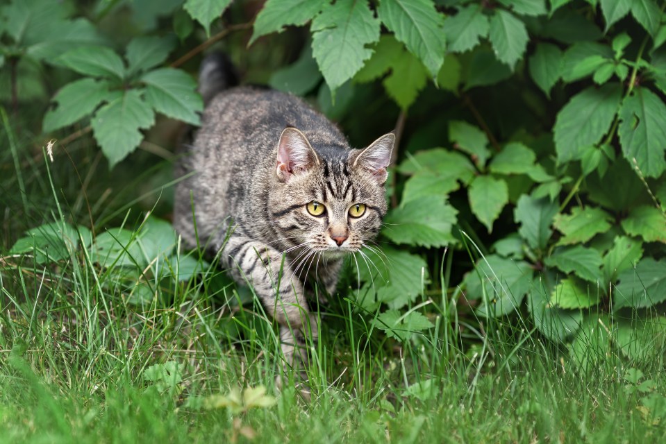 Sean helps a reader whose cat eats grass