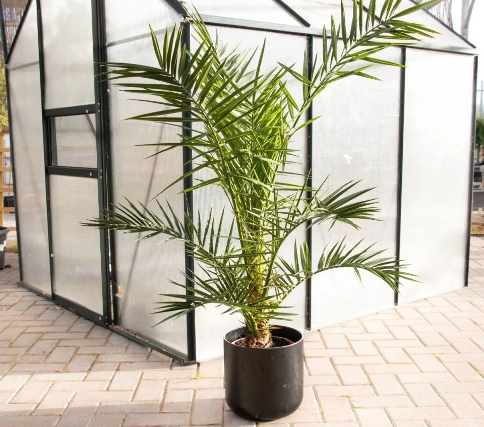 Palm tree in a black pot next to a greenhouse.