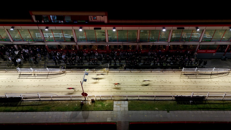 Aerial view of greyhounds racing at night.