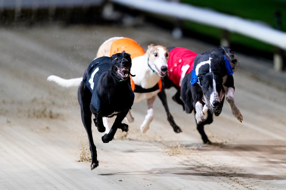 Greyhounds racing at Crayford Greyhound Stadium.