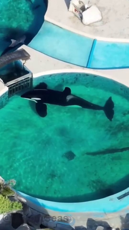 Orca in a small tank at Mundo Marino.