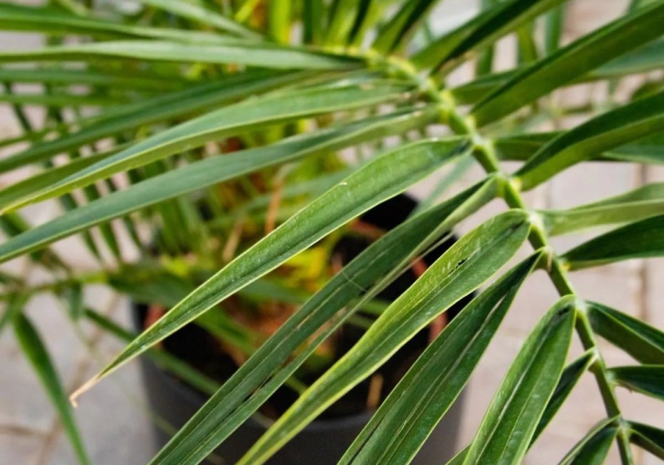 Close-up of a palm frond.