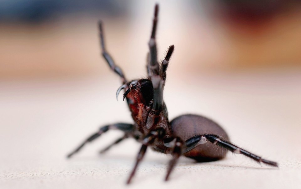 Australia's Sydney Funnel Web spider is a deadly creature with a powerful bite