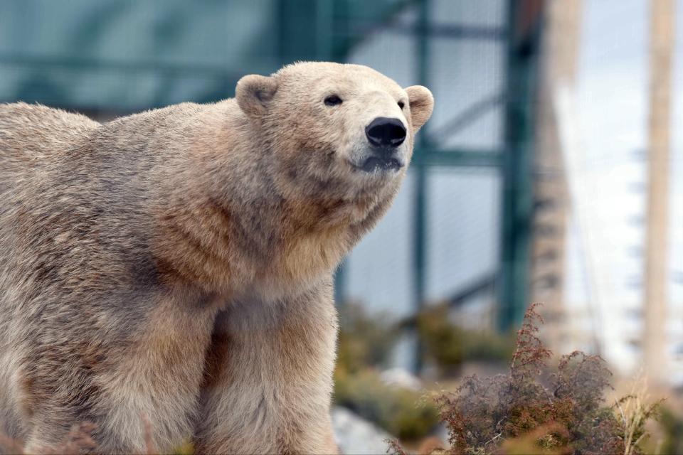 Male polar bear at a wildlife park.