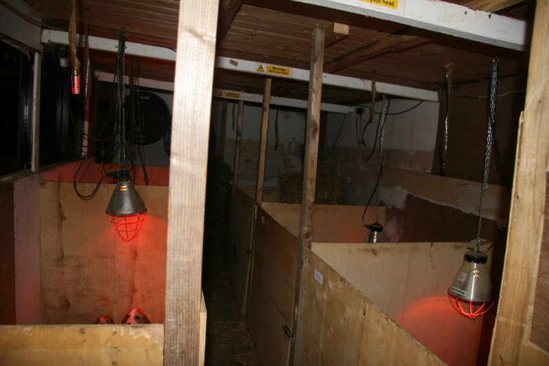 Interior of a building with several small, partitioned areas, each lit by a red heat lamp.