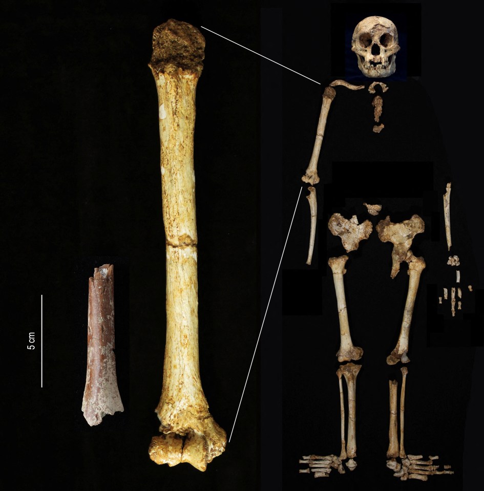 A comparison of the humerus bone of two different Homo floresiensis skeletons found