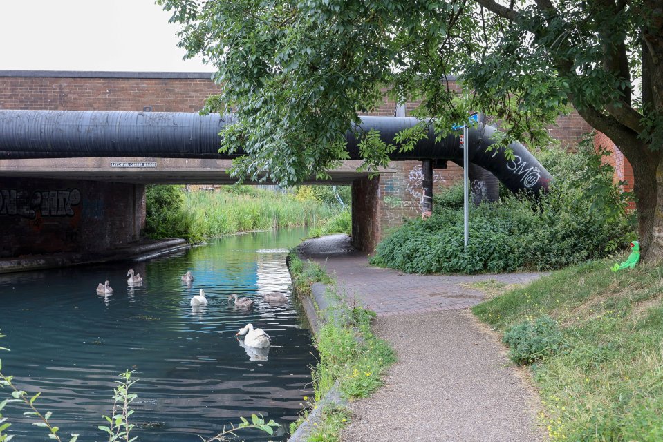 Swans on a canal under a bridge.