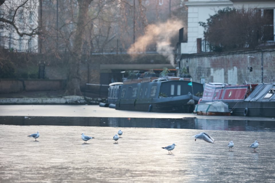 Seagulls on a partially frozen canal in London.