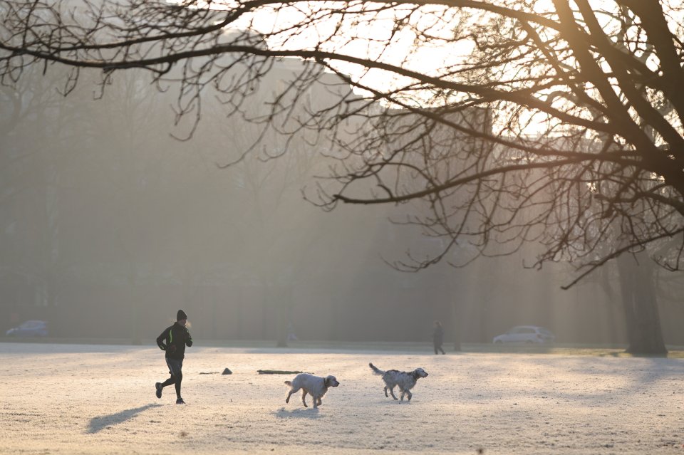 Person jogging with two dogs in a frost-covered park.