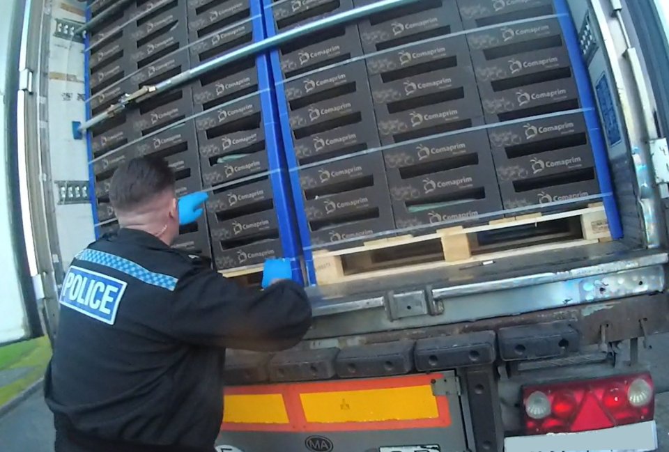 Police officer inspecting the inside of a refrigerated lorry carrying crates of cucumbers.