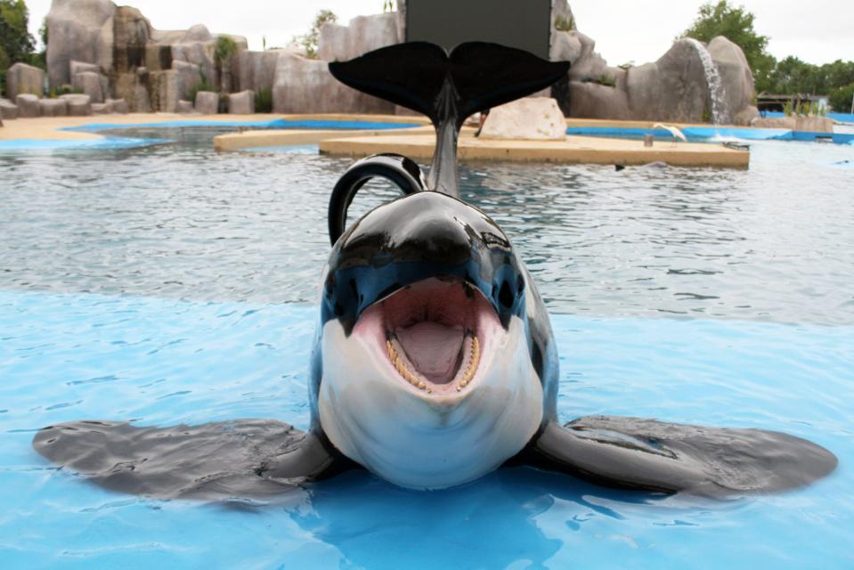 Orca with mouth open in a pool.