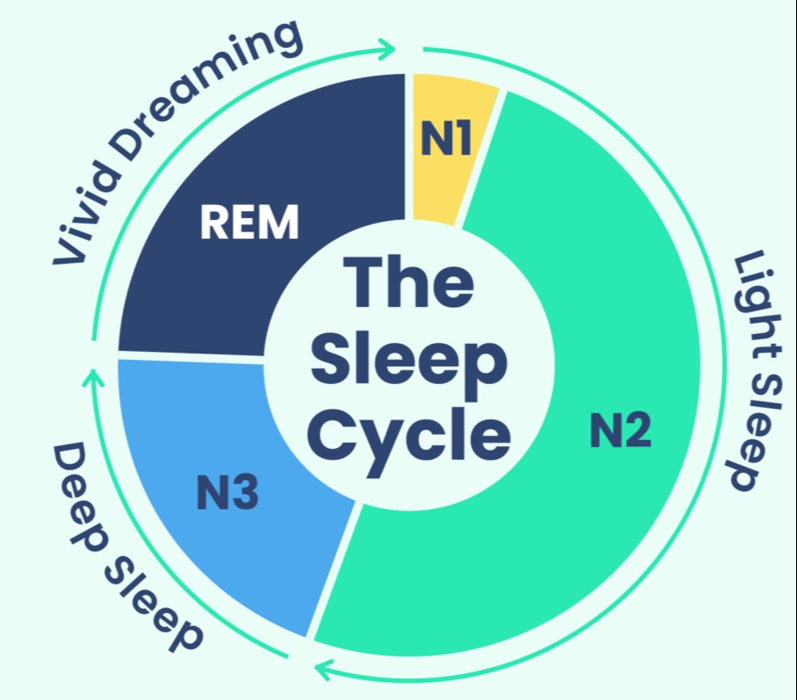 Pie chart showing the sleep cycle: REM, N1, N2, N3, and deep sleep.