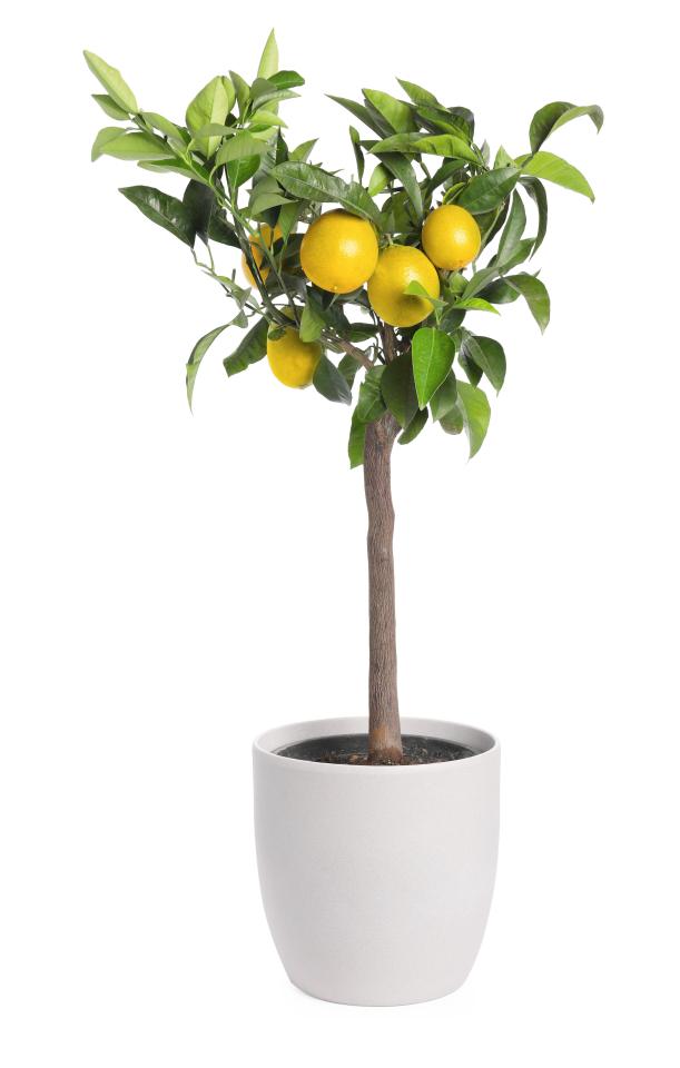 Lemon tree with ripe fruit in a pot.