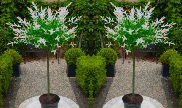 Two standard weeping willows in pots.