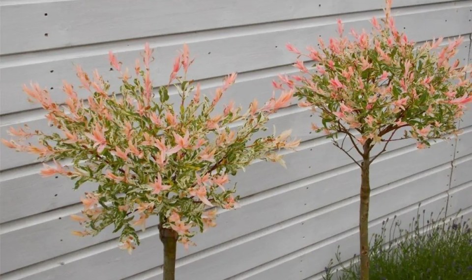 Two flamingo willow trees in pots.