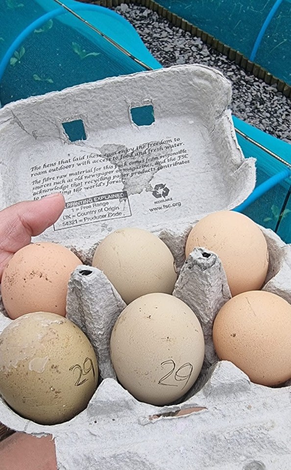 Free-range eggs in a cardboard carton.