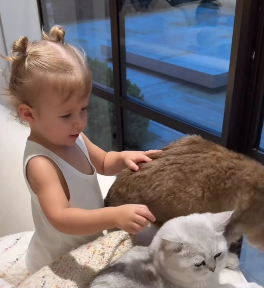 Toddler petting two cats.